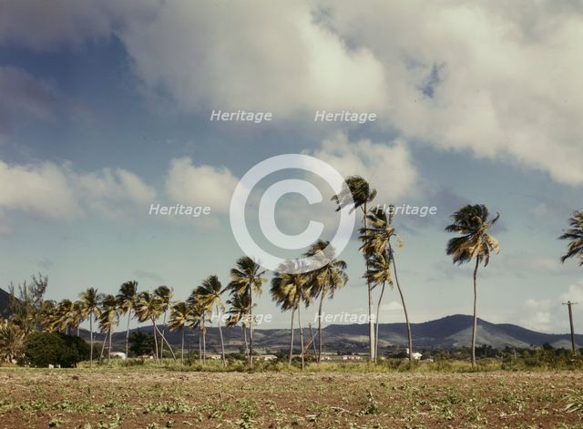 Palm trees along the road, vicinity of Christiansted, Saint Croix, Virgin Islands, 1941. Creator: Jack Delano.
