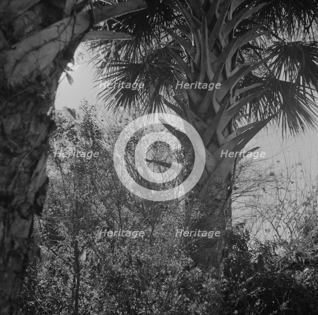 Palm trees and underbrush, Daytona Beach, Florida, 1943. Creator: Gordon Parks.