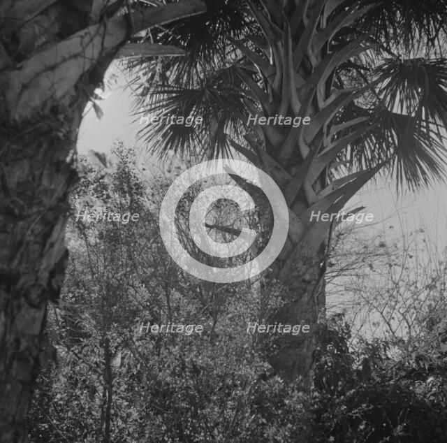 Palm trees and underbrush, Daytona Beach, Florida, 1943. Creator: Gordon Parks.