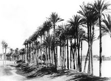 Palm Trees beside the Nile, Egypt, 1895. Artist: Zangaki