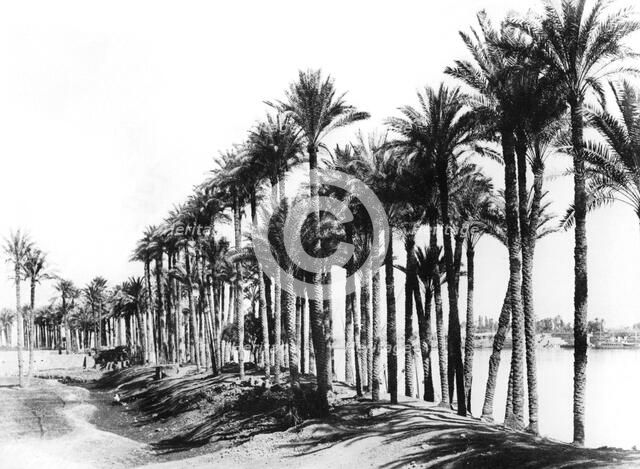 Palm Trees beside the Nile, Egypt, 1895. Artist: Zangaki