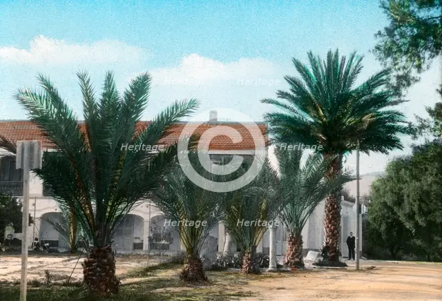 Palm trees, Hammam Meskoutine, Algeria. Artist: Unknown