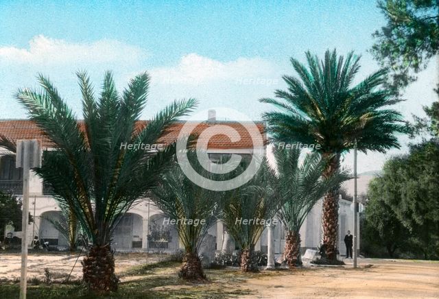 Palm trees, Hammam Meskoutine, Algeria. Artist: Unknown