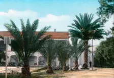 Palm trees, Hammam Meskoutine, Algeria