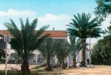 Palm trees, Hammam Meskoutine, Algeria