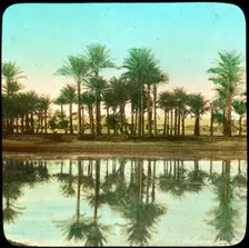 Palm trees reflected in water, India, late 19th or early 20th century
