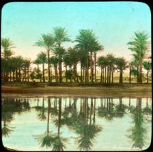 Palm trees reflected in water, India, late 19th or early 20th century