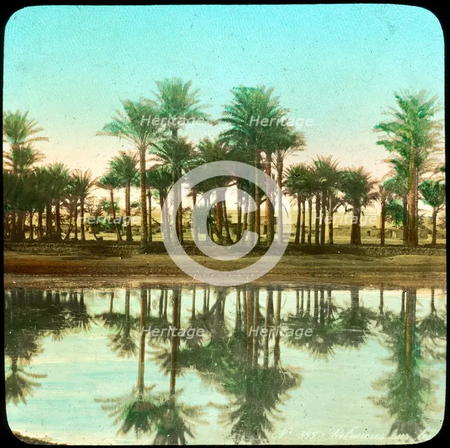 Palm trees reflected in water, India, late 19th or early 20th century Artist: Unknown