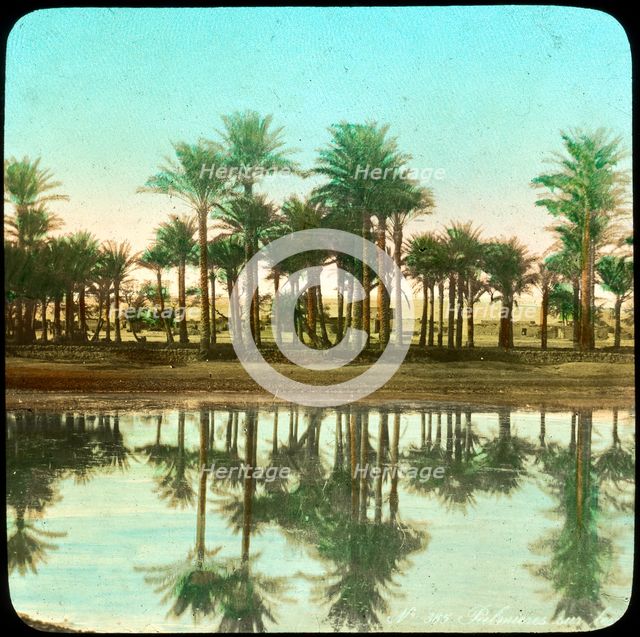Palm trees reflected in water, India, late 19th or early 20th century Artist: Unknown