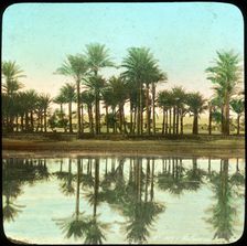 Palm trees reflected in water, India, late 19th or early 20th century
