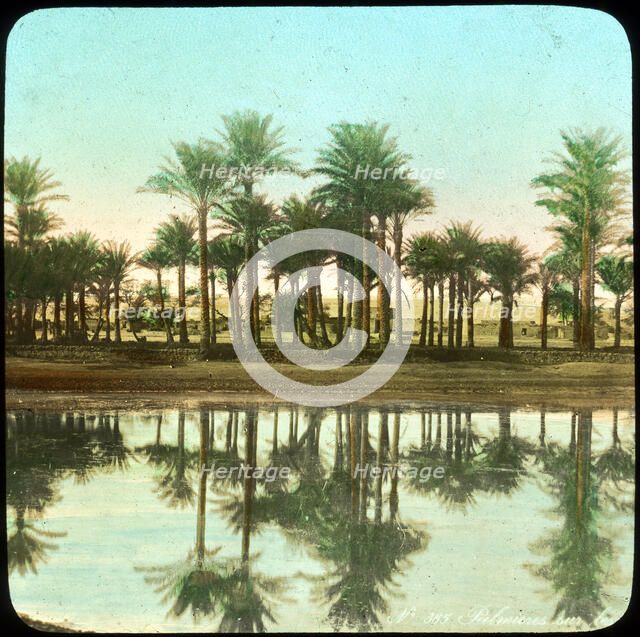 Palm trees reflected in water, India, late 19th or early 20th century Artist: Unknown