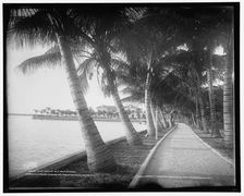 Palm walk at Palm Beach, Florida, c1902. Creator: William H. Jackson