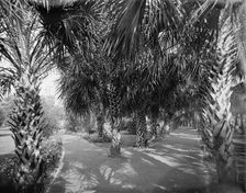 Palm Walk at Tampa Bay Hotel, Florida, c1902. Creator: William H. Jackson
