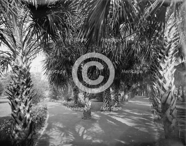 Palm Walk at Tampa Bay Hotel, Florida, c1902. Creator: William H. Jackson.