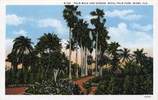 Palm Walk and garden, Royal Palm Park, Miami, Florida, USA, 1931