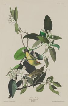 Palm Warbler, 1833. Creator: Robert Havell
