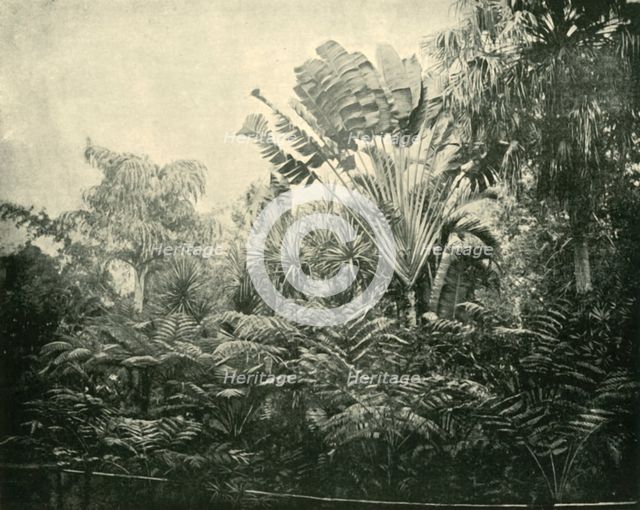 'Palm and Fern Island, Botanic Gardens, Brisbane', 1901. Creator: Unknown.