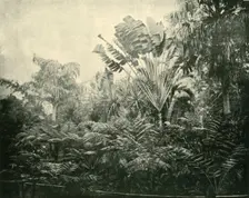 Palm and Fern Island, Botanic Gardens, Brisbane 1901. Creator: Unknown