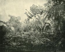 Palm and Fern Island, Botanic Gardens, Brisbane 1901. Creator: Unknown