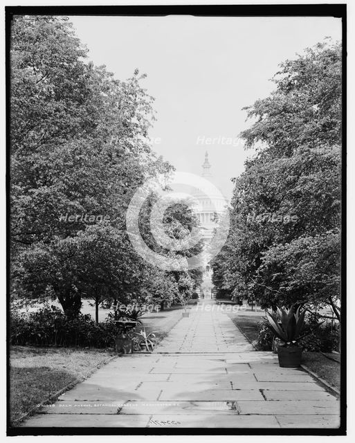 Palm Avenue, botanical gardens, Washington, D.C., c1907. Creator: Unknown.