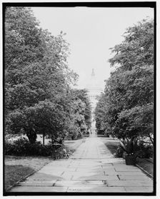 Palm Avenue, botanical gardens, Washington, D.C., c1907. Creator: Unknown