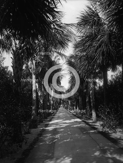 Palm Beach, Florida, Ocean Avenue, between 1880 and 1901. Creator: Unknown.