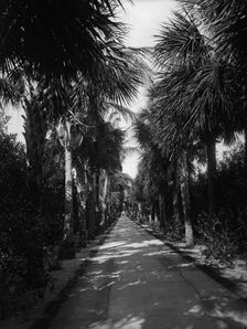 Palm Beach, Florida, Ocean Avenue, between 1880 and 1901. Creator: Unknown