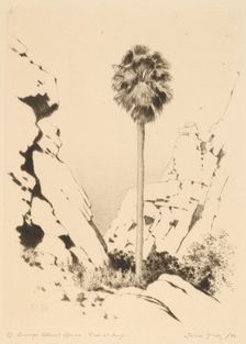 Palm Canyon (no.1), c. 1920. Creator: George Elbert Burr