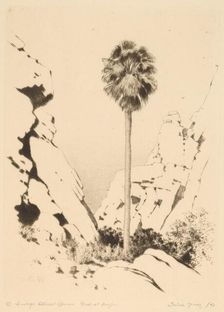 Palm Canyon (no.1), c. 1920. Creator: George Elbert Burr