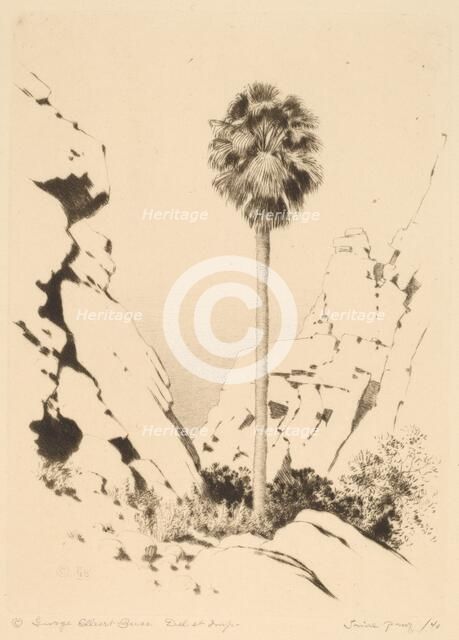 Palm Canyon (no.1), c. 1920. Creator: George Elbert Burr.