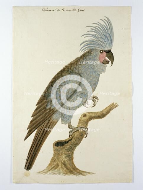 Palm cockatoo, in or after c.1780. Creators: Robert Jacob Gordon, Johannes Schumacher.