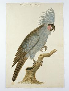 Palm cockatoo, in or after c.1780. Creators: Robert Jacob Gordon, Johannes Schumacher