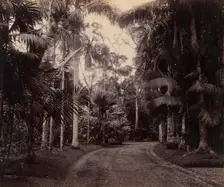 Palm Group, Bvitenzorg, Java, 1860s-70s. Creator: Unknown