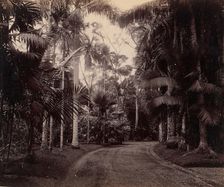 Palm Group, Bvitenzorg, Java, 1860s-70s. Creator: Unknown