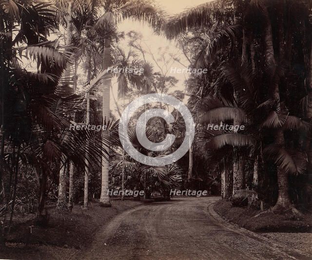 Palm Group, Bvitenzorg, Java, 1860s-70s. Creator: Unknown.