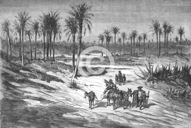 'Palm groves of Elche, near Alicante; Notes on Spain', 1875. Creator: Unknown.