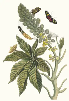 Palma Christi. From the Book Metamorphosis insectorum Surinamensium, 1705. Creator: Merian, Maria Sibylla (1647-1717)