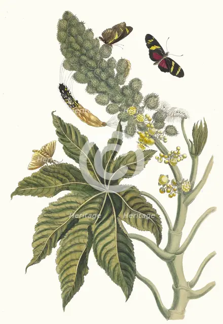 Palma Christi. From the Book Metamorphosis insectorum Surinamensium, 1705. Creator: Merian, Maria Sibylla (1647-1717).