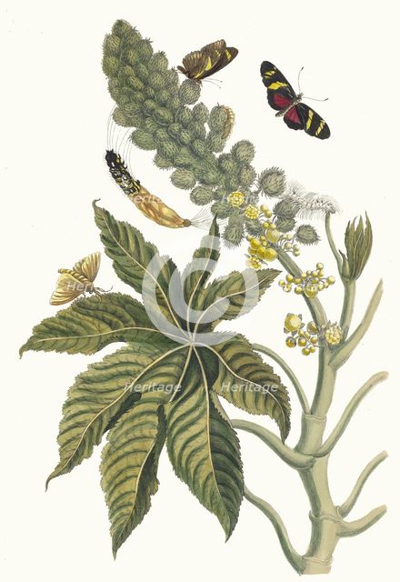 Palma Christi. From the Book Metamorphosis insectorum Surinamensium, 1705. Creator: Merian, Maria Sibylla (1647-1717).