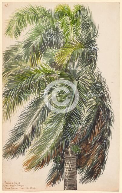 Palma Real, 1860. Creator: Charles de Wolf Brownell.