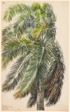 Palma Real, 1860. Creator: Charles de Wolf Brownell