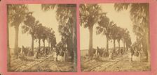 Palmetto Avenue, Fort George, Fla. [No. 13], c1850-c1930. Creator: Unknown