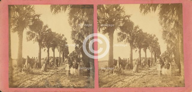 Palmetto Avenue, Fort George, Fla. [No. 13], c1850-c1930. Creator: Unknown.