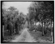 Palmettos at Bostrom's, Ormond, Fla., between 1880 and 1897. Creator: William H. Jackson