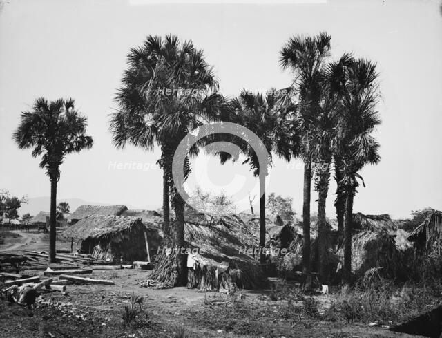 Palmettos at Rascon, between 1880 and 1897. Creator: William H. Jackson.