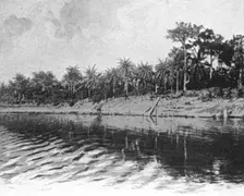 'Palmiers a huile (Bords du Mono); L'Ouest Africain 1914. Creator: Unknown