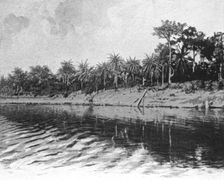 'Palmiers a huile (Bords du Mono); L'Ouest Africain 1914. Creator: Unknown