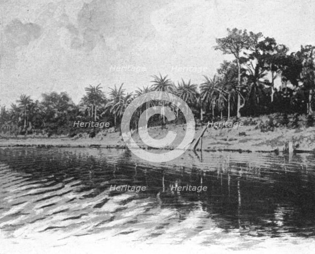 ''Palmiers a huile (Bords du Mono); L'Ouest Africain', 1914. Creator: Unknown.