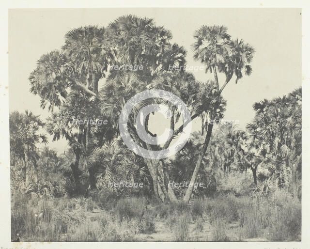 Palmiers Doums, Haute-Egypte, 1849/51, printed 1852. Creator: Maxime du Camp.