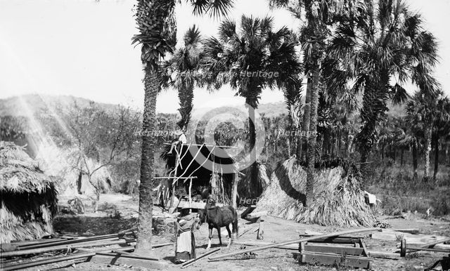 Palms and straw houses at Rascon, between 1880 and 1897. Creator: William H. Jackson.
